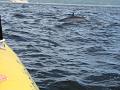 Baleines 002
